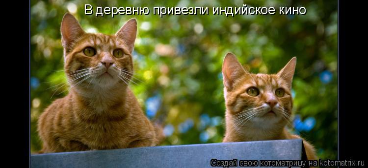 В деревню привезли индийское кино... Котоматрица: В деревню привезли индийское кино