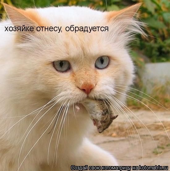 хозяйке отнесу, обрадуется... Котоматрица: хозяйке отнесу, обрадуется