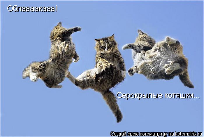 Облаааакааа! Серокрылые котяшки...... Котоматрица: Облаааакааа! Серокрылые котяшки...