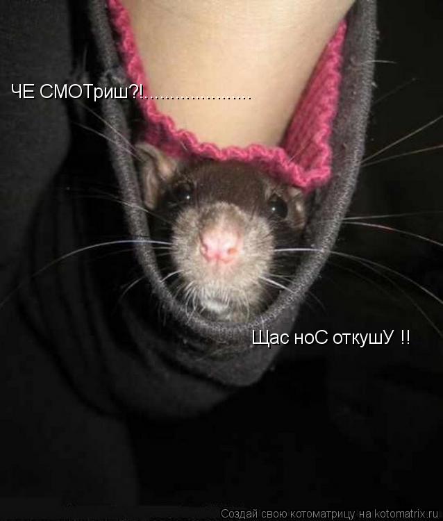 ЧЕ СМОТриш?!..................... Щас ноС откушУ !!... Котоматрица: ЧЕ СМОТриш?!..................... Щас ноС откушУ !!