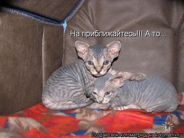 На приближайтесь!!! А то...... Котоматрица: На приближайтесь!!! А то...