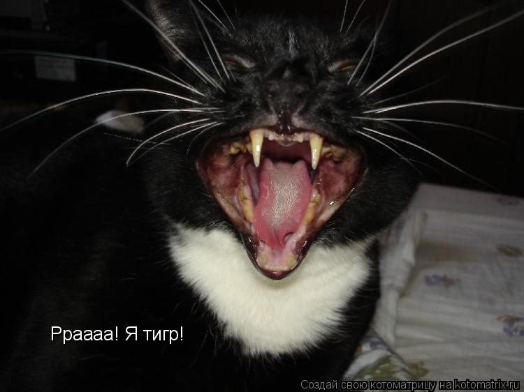 Рраааа! Я тигр!... Котоматрица: Рраааа! Я тигр!
