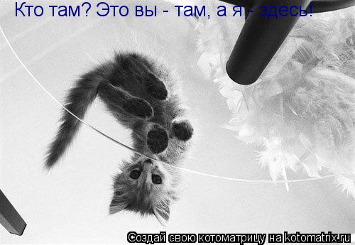 Кто там? Это вы - там, а я - здесь!... Котоматрица: Кто там? Это вы - там, а я - здесь!