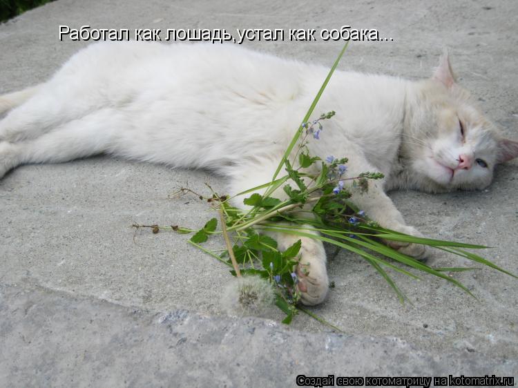 Работал как лошадь,устал как собака...... Котоматрица: Работал как лошадь,устал как собака...