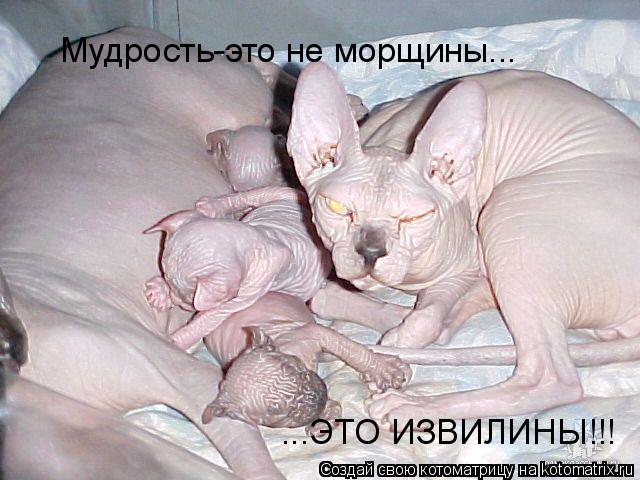 Мудрость-это не морщины... ...ЭТО ИЗВИЛИНЫ!!!... Котоматрица: Мудрость-это не морщины... ...ЭТО ИЗВИЛИНЫ!!!