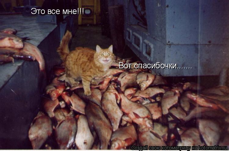 Это все мне!!! Вот спасибочки.......... Котоматрица: Это все мне!!! Вот спасибочки.......