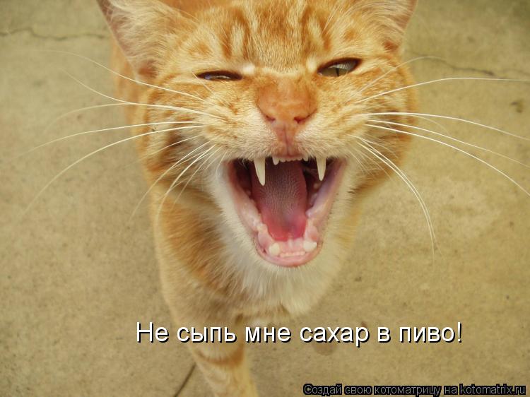 Hе сыпь мне сахар в пиво!... Котоматрица: Hе сыпь мне сахар в пиво!