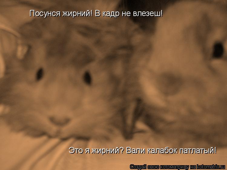 Посунся жирний! В кадр не влезеш! Это я жирний? Вали калабок патлатый!... Котоматрица: Посунся жирний! В кадр не влезеш! Это я жирний? Вали калабок патлатый!