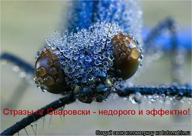 Стразы от Сваровски - недорого и эффектно!... Котоматрица: Стразы от Сваровски - недорого и эффектно!