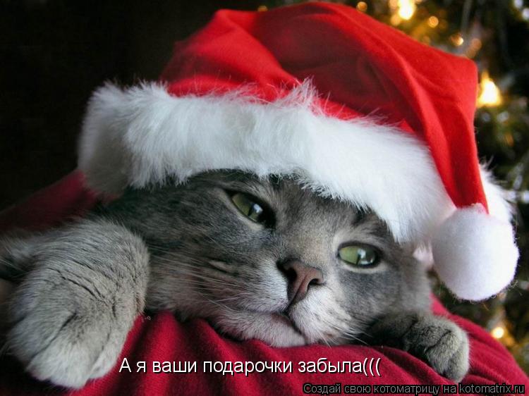 А я ваши подарочки забыла(((... Котоматрица: А я ваши подарочки забыла(((