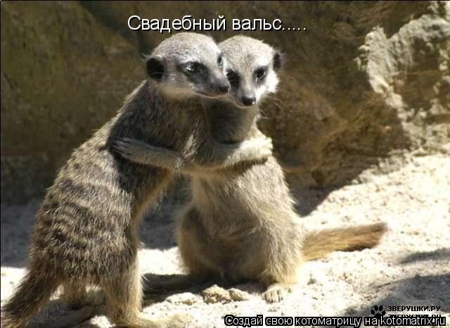 Свадебный вальс........ Котоматрица: Свадебный вальс.....