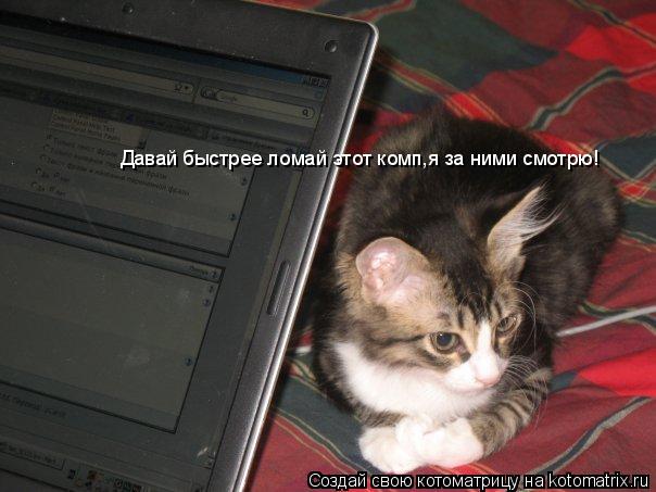 Давай быстрее ломай этот комп,я за ними смотрю!... Котоматрица: Давай быстрее ломай этот комп,я за ними смотрю!