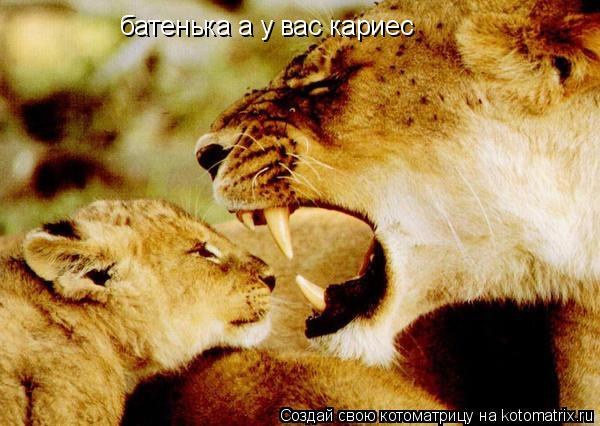 батенька а у вас кариес... Котоматрица: батенька а у вас кариес