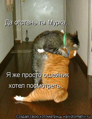 Да отстань ты Мурка, Я же просто ошейник хотел посмотреть..... Котоматрица: Да отстань ты Мурка, Я же просто ошейник хотел посмотреть..