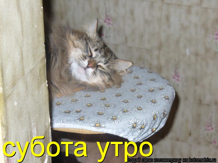 субота утро... Котоматрица: субота утро