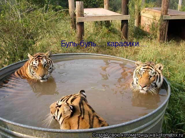 Буль-буль.... карасики....... Котоматрица: Буль-буль.... карасики....