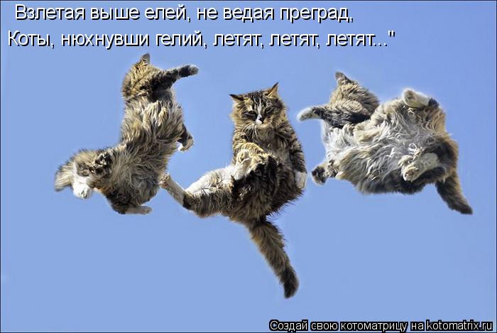 Взлетая выше елей, не ведая преград, Коты, нюхнувши гелий, летят, летят, летят..."... Котоматрица: Взлетая выше елей, не ведая преград, Коты, нюхнувши гелий, летят, летят, летят..."