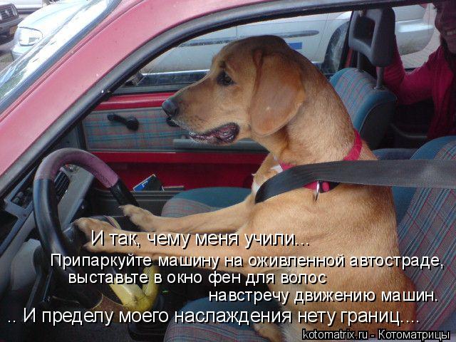 Припаркуйте машину на оживленной автостраде, выставьте в окно фен для волос навстречу движению маши... Котоматрица: Припаркуйте машину на оживленной автостраде, выставьте в окно фен для волос навстречу движению машин. И так, чему меня учили... .. И пределу