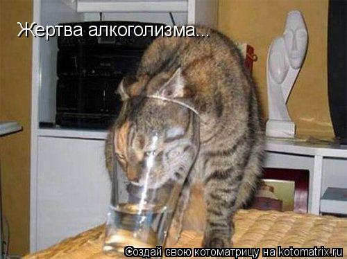 Жертва алкоголизма...... Котоматрица: Жертва алкоголизма...