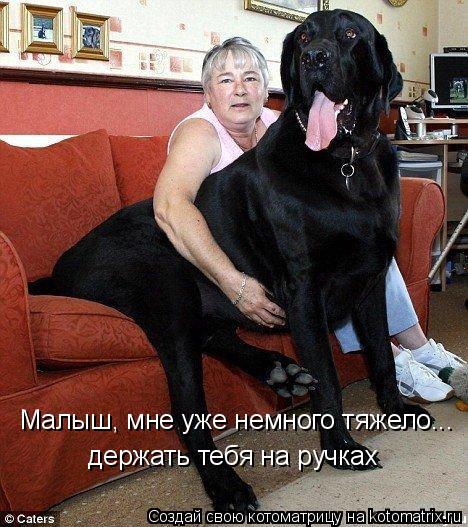 Малыш, мне уже немного тяжело... держать тебя на ручках... Котоматрица: Малыш, мне уже немного тяжело... держать тебя на ручках