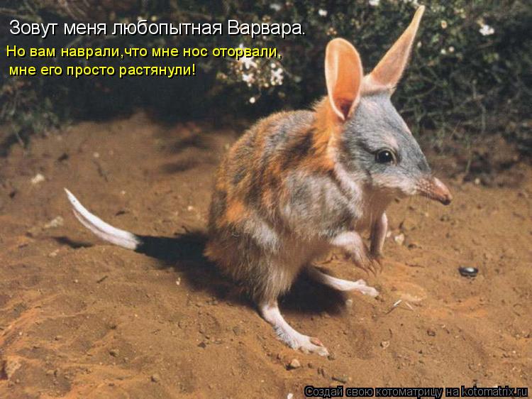 Зовут меня любопытная Варвара. Но вам наврали,что мне нос оторвали, мне его просто растянули!... Котоматрица: Зовут меня любопытная Варвара. Но вам наврали,что мне нос оторвали, мне его просто растянули!