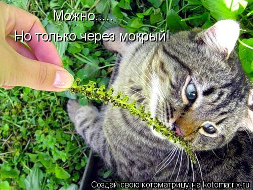 Можно..... Но только через мокрый!... Котоматрица: Можно..... Но только через мокрый!