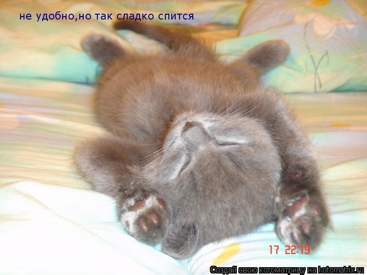 не удобно,но так сладко спится... Котоматрица: не удобно,но так сладко спится