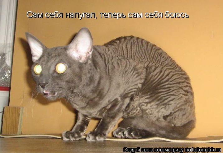 Сам себя напугал, теперь сам себя боюсь... Котоматрица: Сам себя напугал, теперь сам себя боюсь