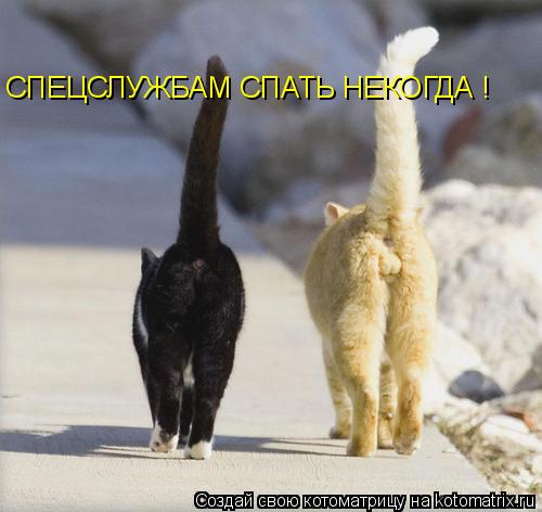 СПЕЦСЛУЖБАМ СПАТЬ НЕКОГДА !... Котоматрица: СПЕЦСЛУЖБАМ СПАТЬ НЕКОГДА !