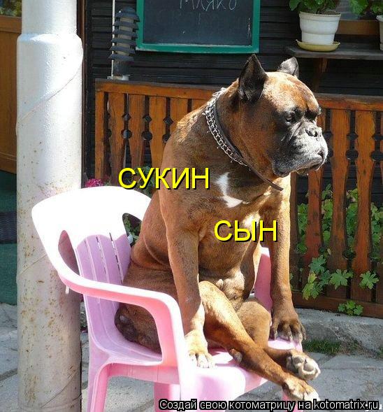 СУКИН СЫН... Котоматрица: СУКИН СЫН