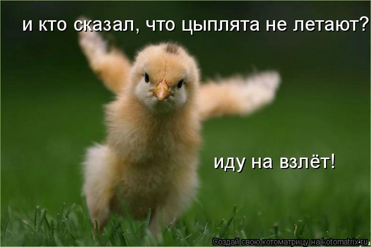 и кто сказал, что цыплята не летают? иду на взлёт!... Котоматрица: и кто сказал, что цыплята не летают? иду на взлёт!