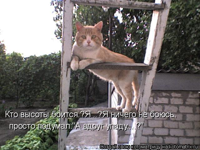 Кто высоты боится.?Я ..?Я ничего не боюсь , , просто подумал:"А вдруг упаду....?"... Котоматрица: Кто высоты боится.?Я ..?Я ничего не боюсь , , просто подумал:"А вдруг упаду....?"