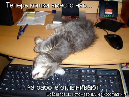 Теперь кошки вместо нас... ...на работе отлынивают...... Котоматрица: Теперь кошки вместо нас... ...на работе отлынивают...