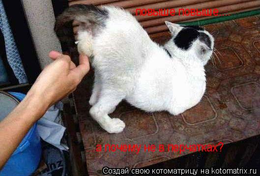 повыше повыше.... ...а почему не в перчатках?... Котоматрица: повыше повыше.... ...а почему не в перчатках?