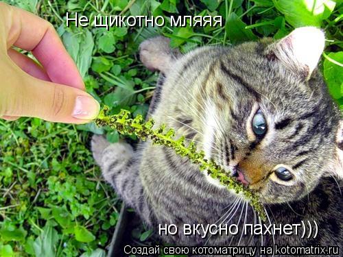 Не щикотно мляяя но вкусно пахнет)))... Котоматрица: Не щикотно мляяя но вкусно пахнет)))