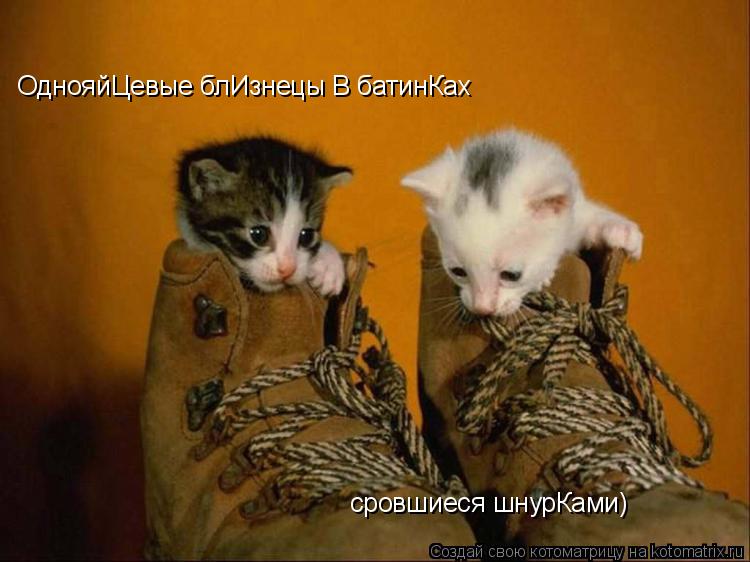 ОднояйЦевые блИзнецы В батинКах сровшиеся шнурКами)... Котоматрица: ОднояйЦевые блИзнецы В батинКах сровшиеся шнурКами)