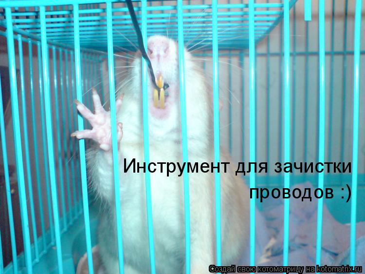 Инструмент для зачистки проводов :)... Котоматрица: Инструмент для зачистки проводов :)