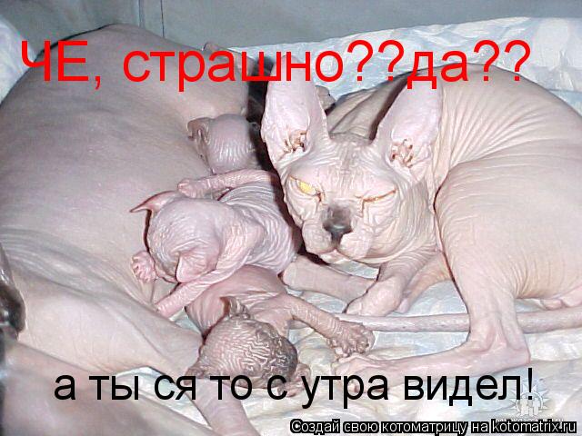 ЧЕ, страшно??да?? а ты ся то с утра видел!... Котоматрица: ЧЕ, страшно??да?? а ты ся то с утра видел!