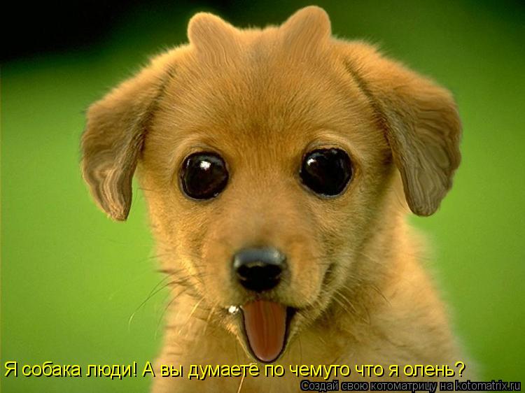 Я собака люди! А вы думаете по чемуто что я олень?... Котоматрица: Я собака люди! А вы думаете по чемуто что я олень?