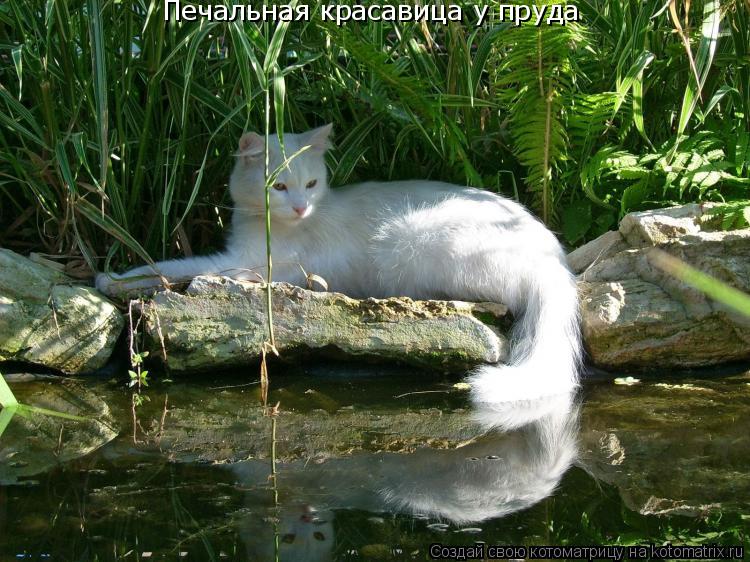 Печальная красавица у пруда... Котоматрица: Печальная красавица у пруда