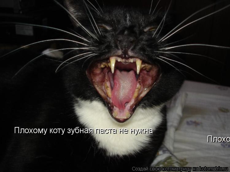 Плохому коту зубная паста не нужна Плохому коту зубная паста не нужна... Котоматрица: Плохому коту зубная паста не нужна Плохому коту зубная паста не нужна