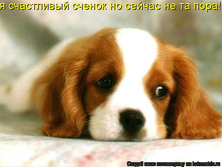 я счастливый сченок но сейчас не та пора!... Котоматрица: я счастливый сченок но сейчас не та пора!