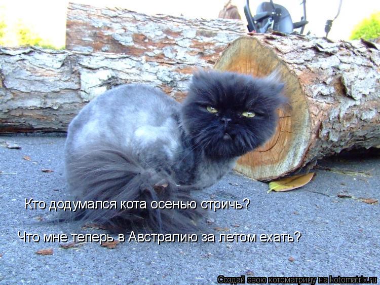 Кто додумался кота осенью стричь? Что мне теперь в Австралию за летом ехать?... Котоматрица: Кто додумался кота осенью стричь? Что мне теперь в Австралию за летом ехать?