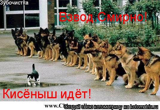 Зубочистка Взвод.Смирно! Кисёныш идёт!... Котоматрица: Зубочистка Взвод.Смирно! Кисёныш идёт!