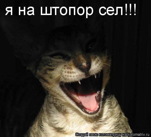 я на штопор сел!!!... Котоматрица: я на штопор сел!!!