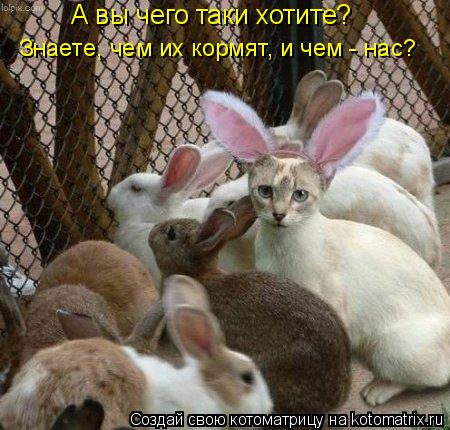 А вы чего таки хотите? Знаете, чем их кормят, и чем - нас?... Котоматрица: А вы чего таки хотите? Знаете, чем их кормят, и чем - нас?