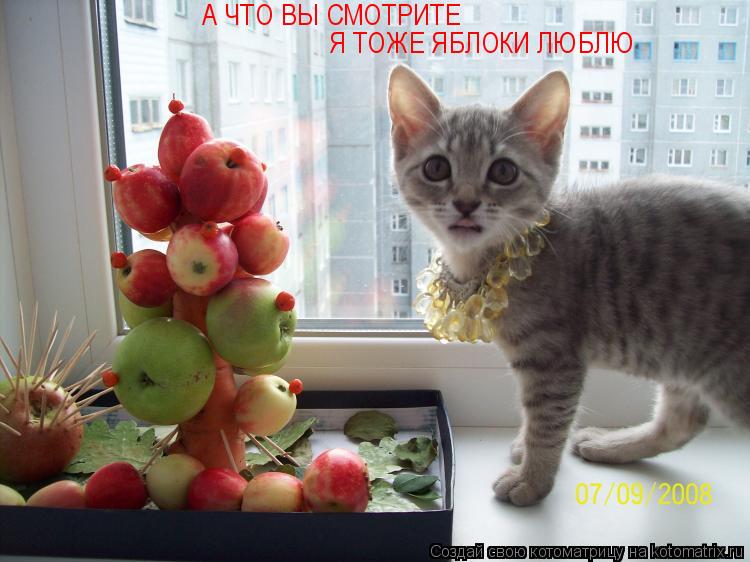 А ЧТО ВЫ СМОТРИТЕ Я ТОЖЕ ЯБЛОКИ ЛЮБЛЮ... Котоматрица: А ЧТО ВЫ СМОТРИТЕ Я ТОЖЕ ЯБЛОКИ ЛЮБЛЮ