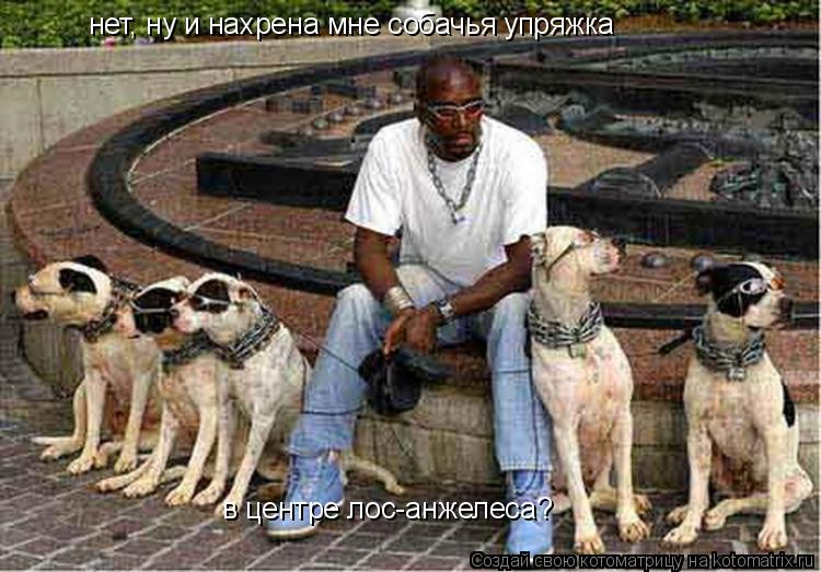 нет, ну и нахрена мне собачья упряжка в центре лос-анжелеса?... Котоматрица: нет, ну и нахрена мне собачья упряжка в центре лос-анжелеса?