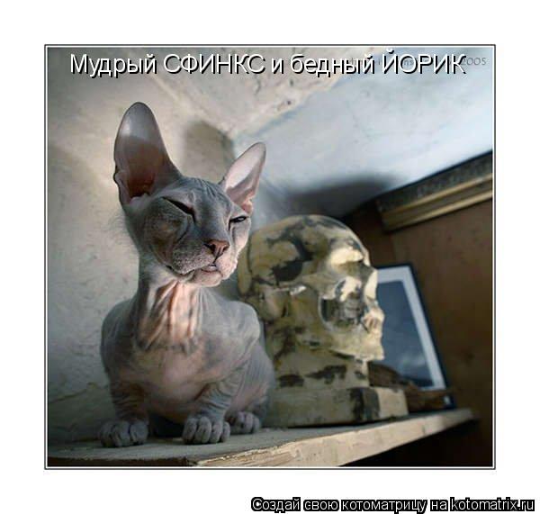 Мудрый СФИНКС и бедный ЙОРИК... Котоматрица: Мудрый СФИНКС и бедный ЙОРИК