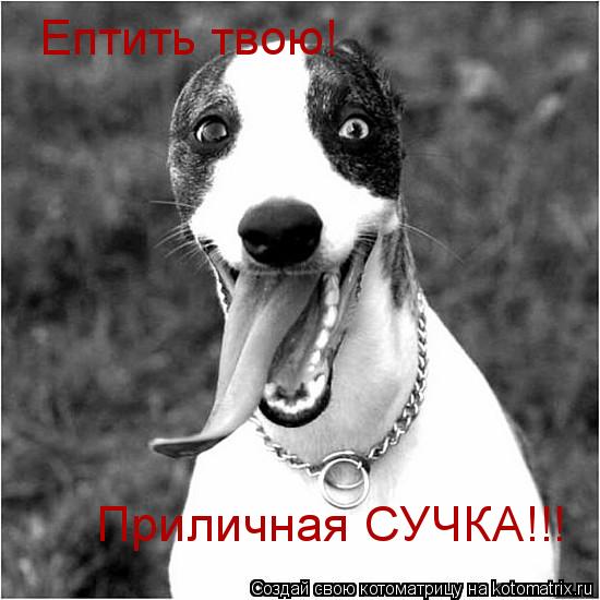Ептить твою! Приличная СУЧКА!!!... Котоматрица: Ептить твою! Приличная СУЧКА!!!